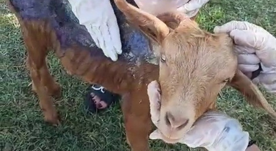 Çanakkale'de orman yangınında yanan keçi Emekli Hayvanlar Çiftliği'nde tedavi altına alındı