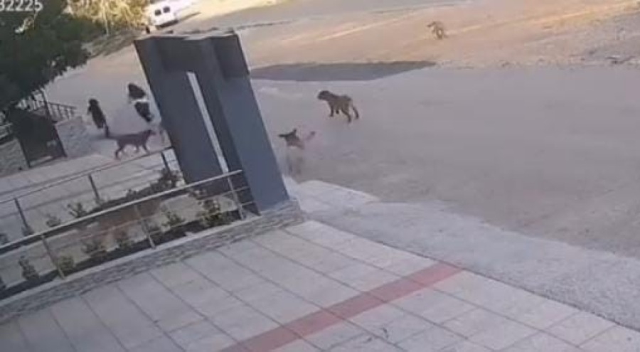 Bursa'da köpek saldırısından son anda kurtuldular