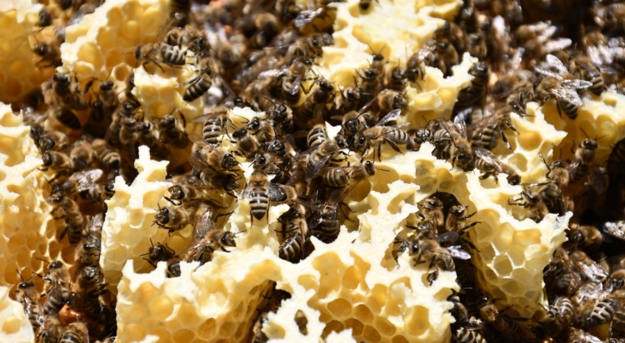 Coğrafi işaretli balın hasadı başladı; kilosu 1500 TL'den satılıyor