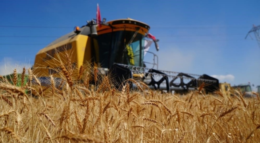 Ekonomik olmayan 5 binin üzerinde biçerdöver hasat yapıyor