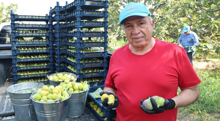 Nilüfer'de incir hasadı başladı