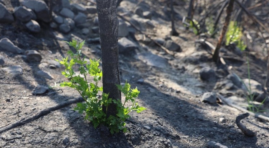 Orman yangınında küle dönen bölgede kendiliğinden fidanlar yeşerdi