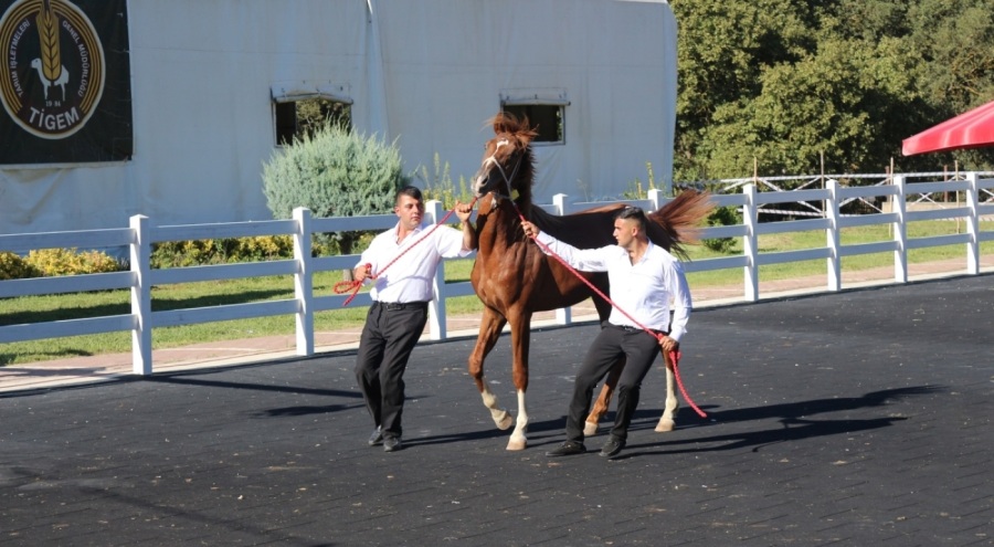 58 tay 25 milyon liraya satıldı