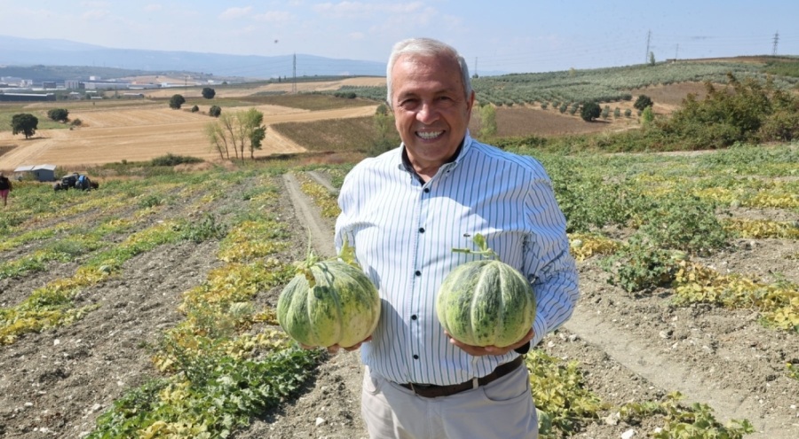 Bursa'nın ünlü Konaklı kavununda üretim iki kat arttı
