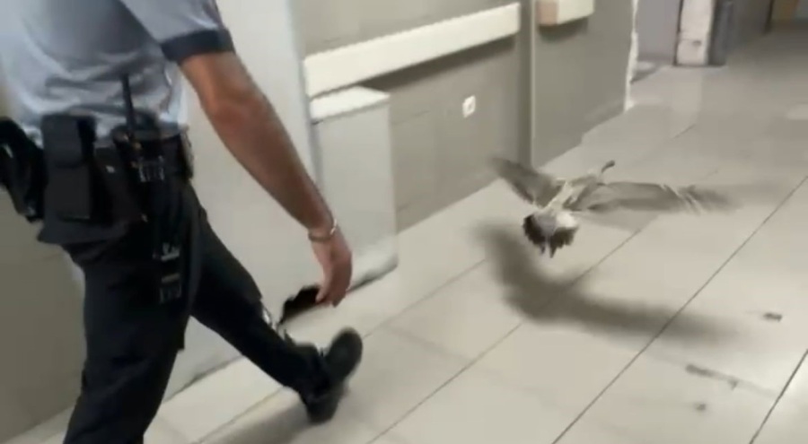 Bursa'da bir martı acile uçarak girdi