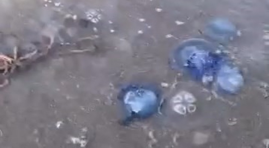 Mavi denizanaları Gemlik sahilini sardı