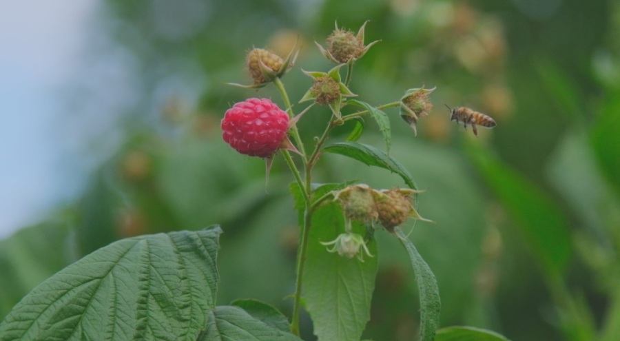 Ahududu, merkezi Bursa'da yok olmak üzere