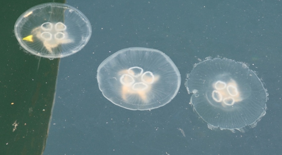Müsilaj bitti bu kez denizanası kabusu başladı