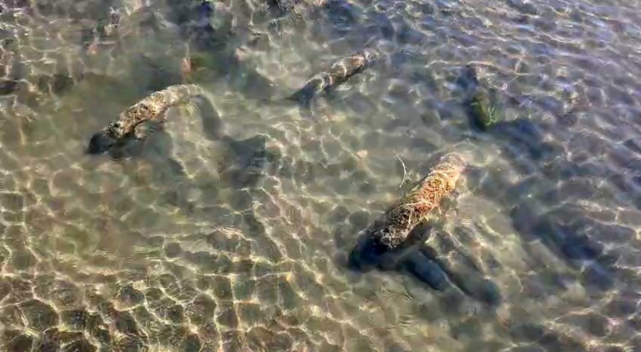 Tarihi sütunlar gün yüzüne çıktı