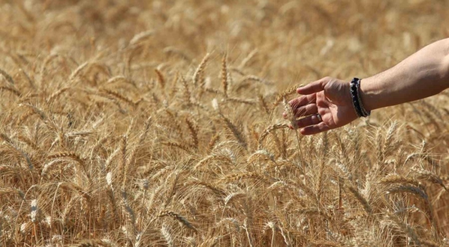 Dünya tahıl üretim tahminlerinde keskin artış