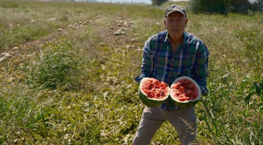 Sözleşmeli ekti 3 bin 500 ton karpuzu tarlada kaldı