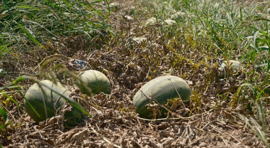 Karpuzun fiyatı 70 kilometrede 30'a katlanıyor
