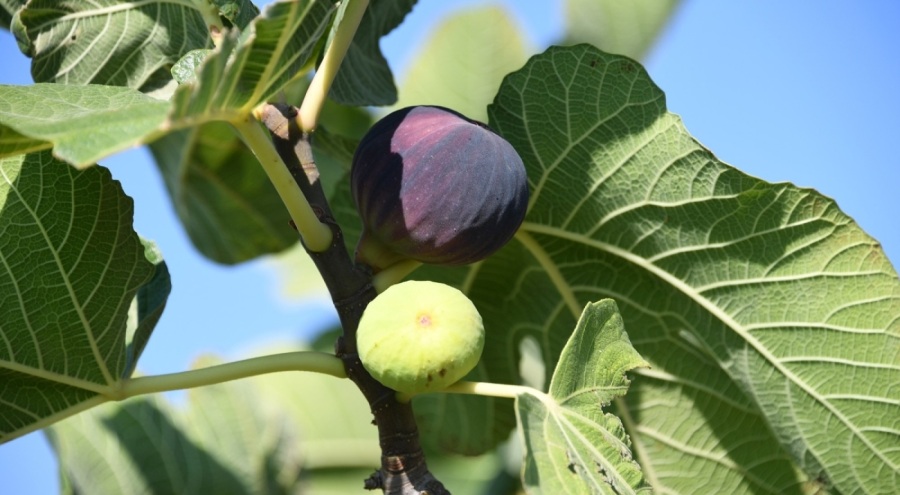 Osmangazi'den dünyaya açılan lezzet "Bursa siyah inciri"