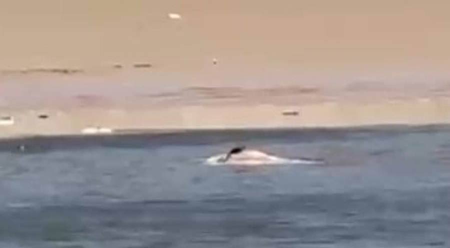 Bursa'da acı tablo, yüzlerce balık kıyıya vurdu