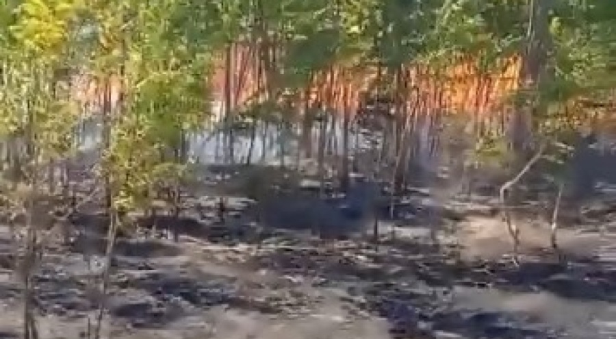 Ziraat meslek lisesinin bahçesi alevlere teslim oldu