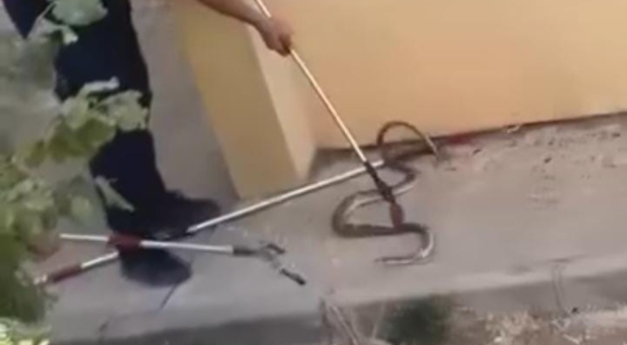 Konut bahçesinde 1,5 metre uzunluğunda yılan görüldü