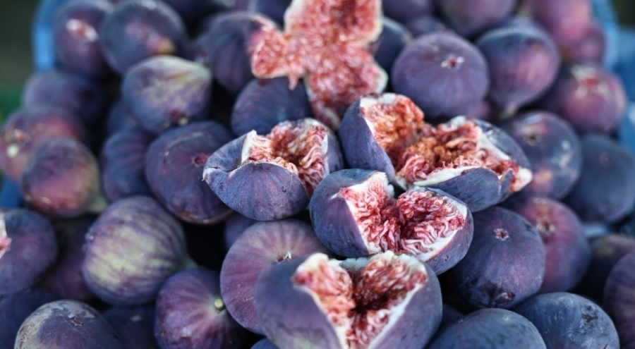 Bursa'da incir festivali heyecanı yaşanacak