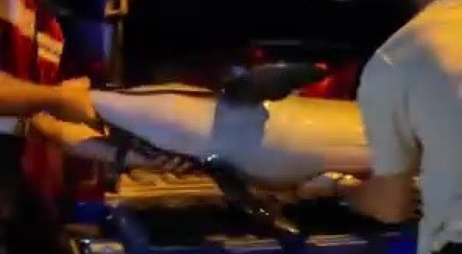 Bursa'da ölü yunus kıyıya vurdu