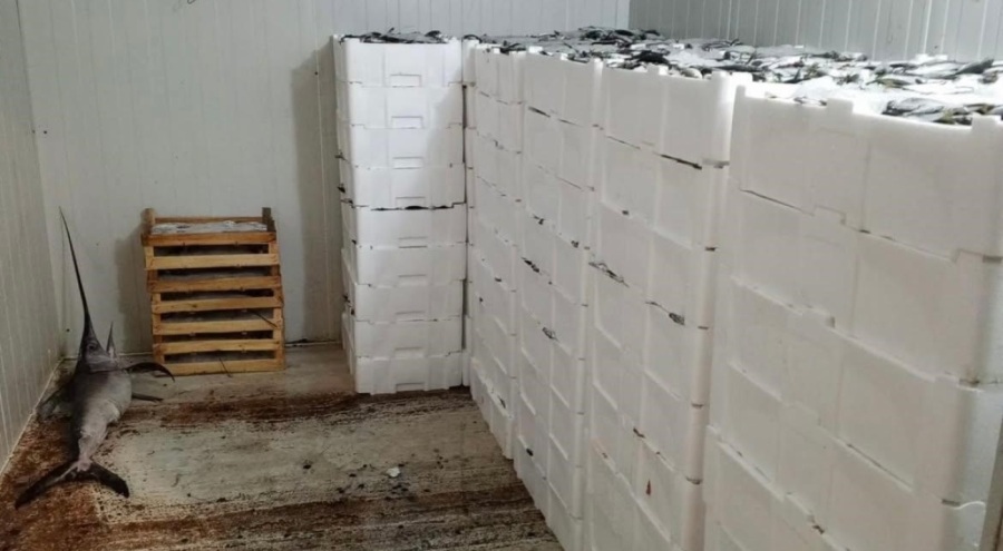 Kilolarca balığa el konuldu