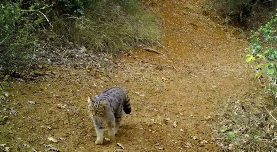 Uludağ'ın zirvesi doğal hayvanat bahçesi