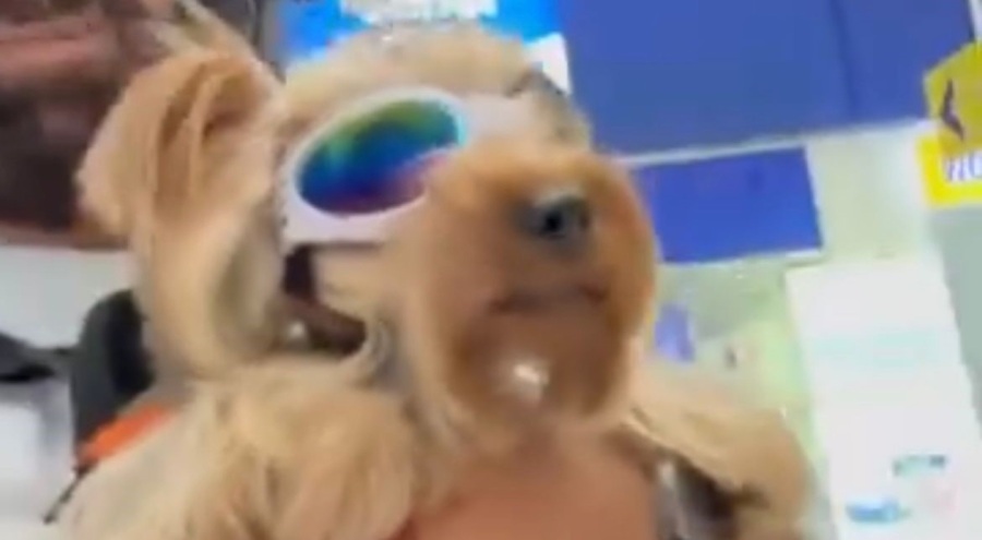 Bursa'da köpeğiyle markete alınmayan vatandaş tepkisini kameraya çekti