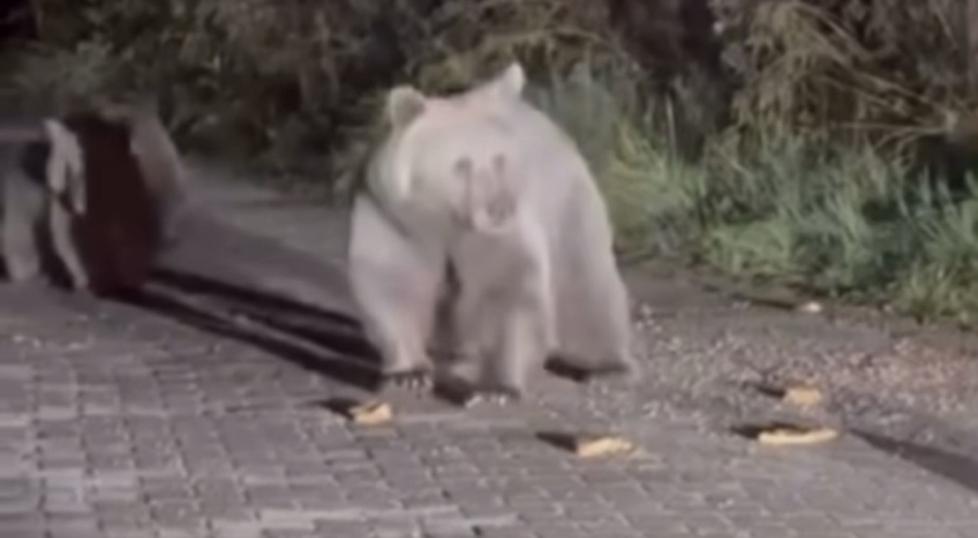 Uludağ'da Ayılar Vatandaşların Önüne Çıktı: Tehlikeyi Hiçe Sayıp Beslediler