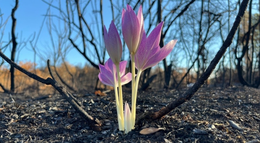 Bursa'da Yanan ormanda açan çiçek gönülleri ısıttı