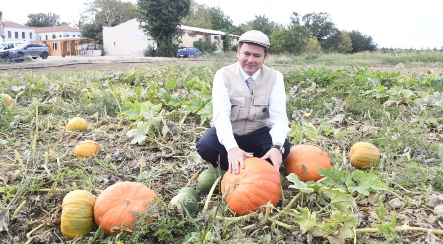 Osmangazi Belediyesi ata tohumlarını geleceğe taşıyor