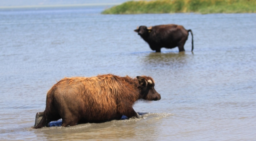 Türkiye'de manda sayısı son 5 yılda yüzde 16 azaldı