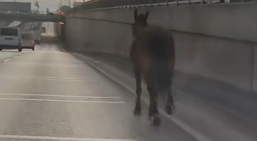 Bursa'da ana yola çıkan başıboş at trafiği tehlikeye soktu