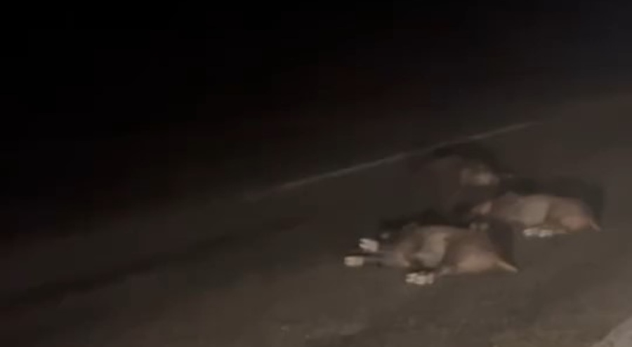 Bursa'da yola atlayan domuz sürüsü telef oldu