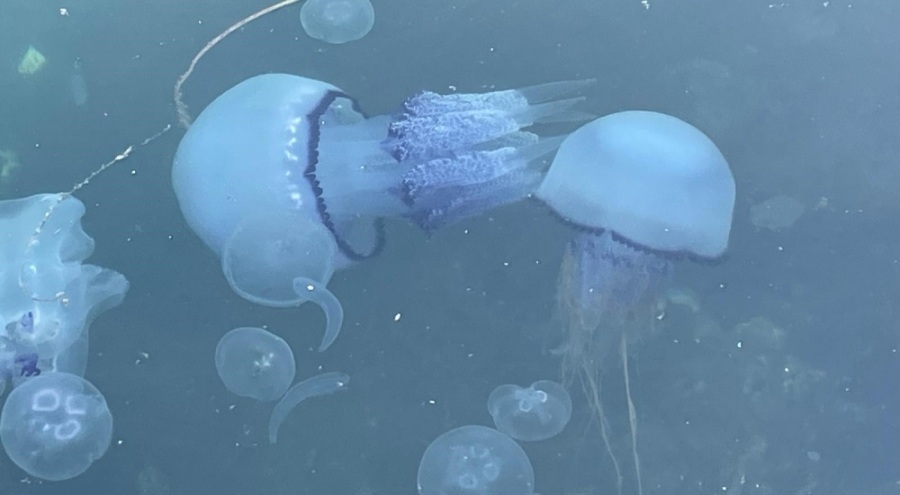 Marmara Denizi'nde müsilaj yeniden ortaya çıktı, balıkçılar çaresiz