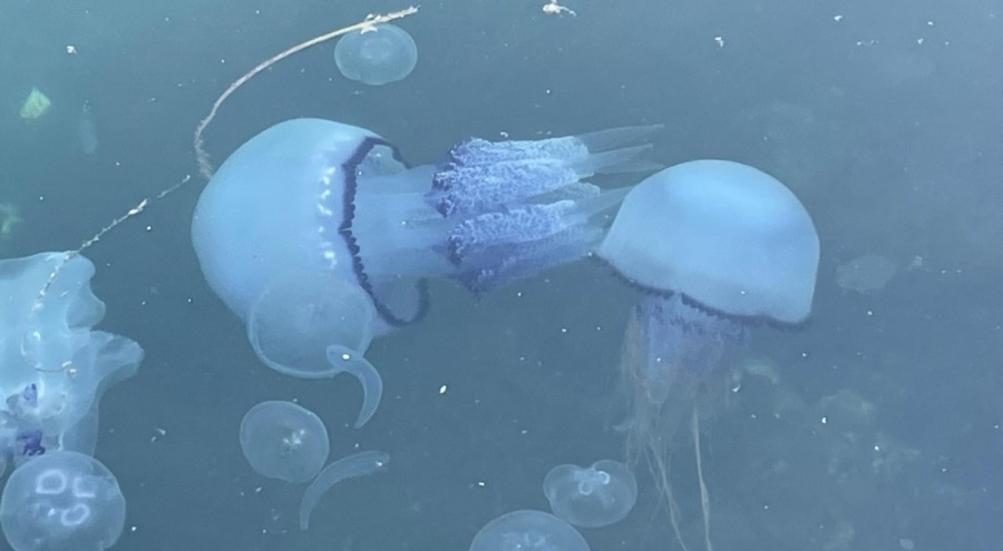 Gemlik Körfezi'nde denizanaları bir gecede yok oldu