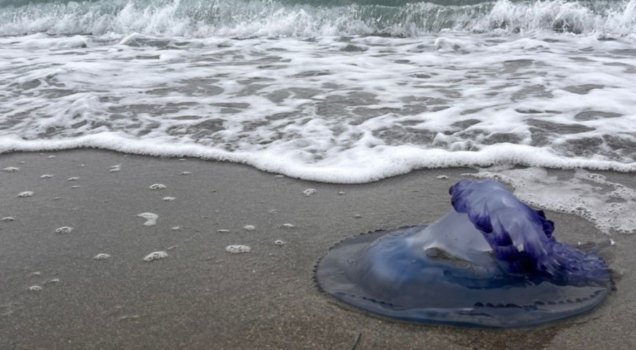 Mudanya Sahilleri Mavi Denizanalarıyla Doldu, Vatandaşlar Belediyeden Temizlik İstiyor