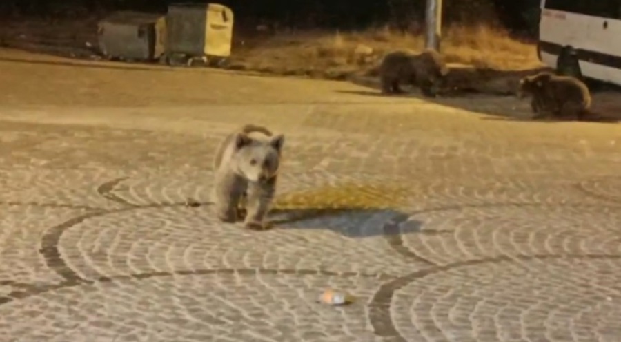 Uludağ'da Kampçılarla Ayı Ailesinin Sıra Dışı Karşılaşması Sosyal Medyada Olay Oldu