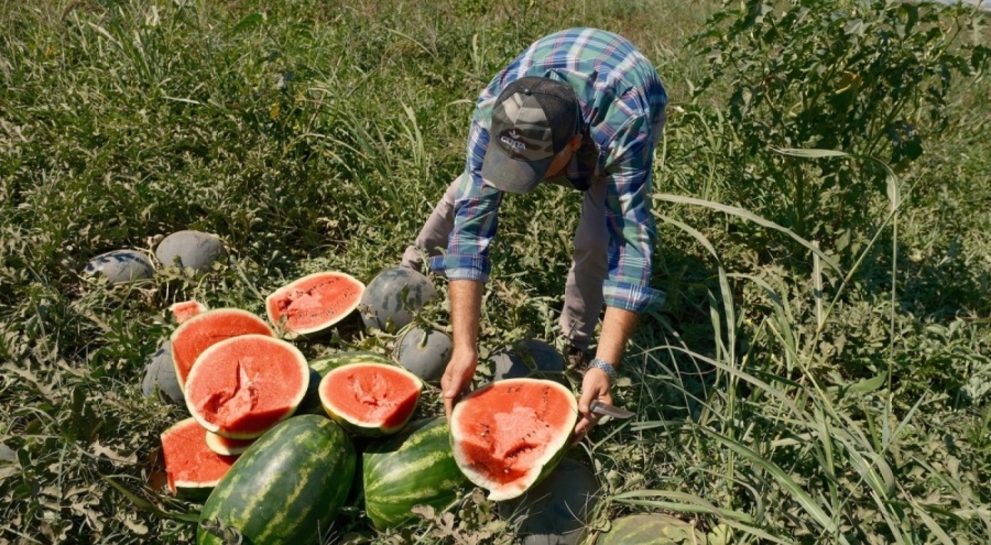 Iphone 17 almak için 30 tır karpuz ya da 2 tır domates satmak gerekiyor