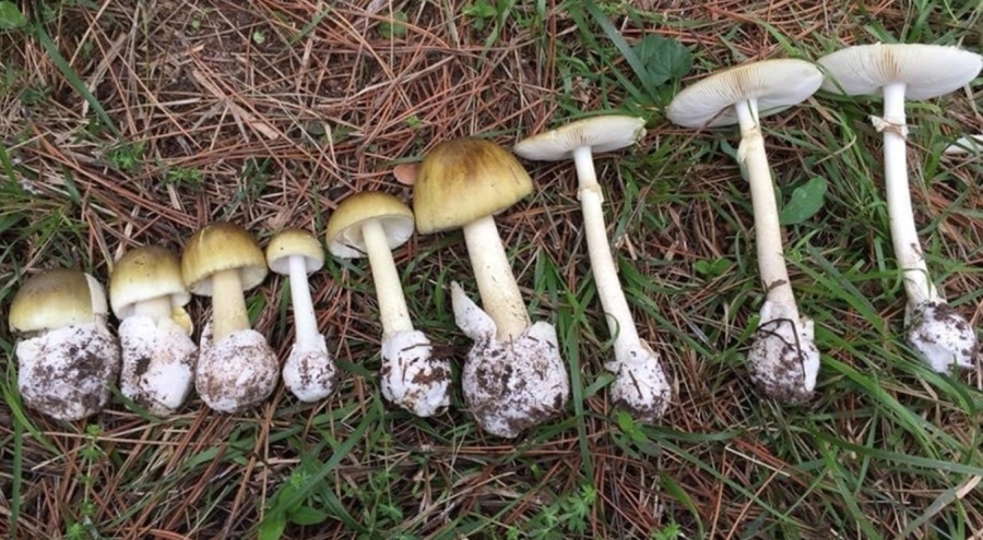 Sonbaharda Mantar ve Karbonmonoksit Zehirlenmelerine Dikkat