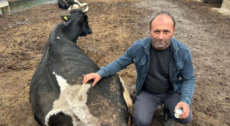 Şap vurdu: 35 kilo süt veren inekten bir çay bardağı süt alıyor!