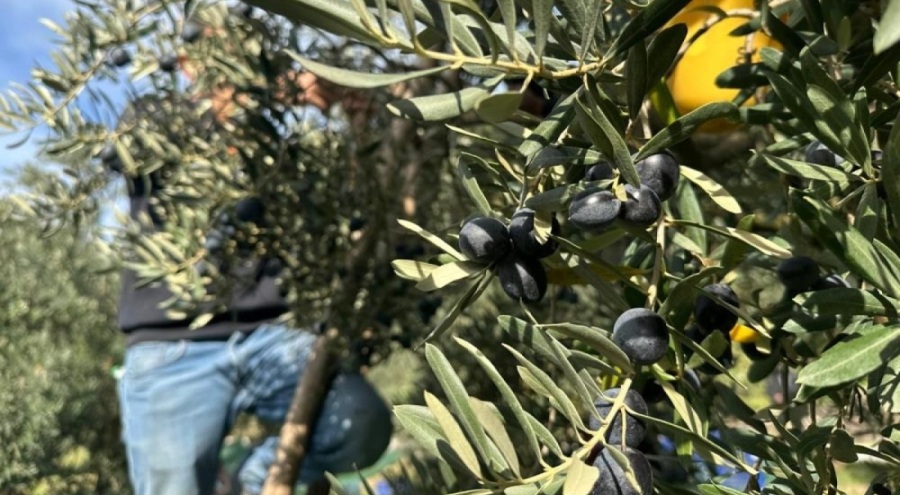 İsviçre sofralarını süsleyen zeytinde bu yıl kalite yüksek