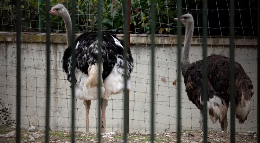 Avrupa'da Kuş Gribi Alarmı: Milyonlarca Kümes Hayvanı Risk Altında