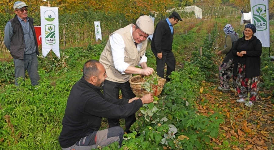 Osmangazi'de Üzümsü Meyvelerde Organik Tarım Seferberliği