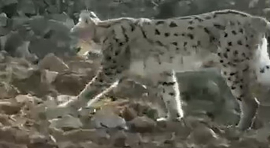 Nesli Tehlike Altındaki Vaşak Kamerada