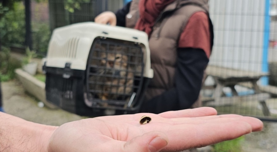 Öldü Sanılan Kedi, Bacağında Mermiyle Geri Döndü