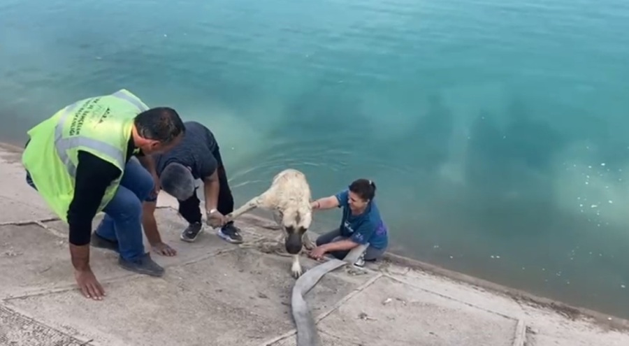 Fırat Nehri kıyısında kahraman anne! Köpeği kurtarmak isterken kanalda mahsur kaldı, eşi hortumla kurtardı