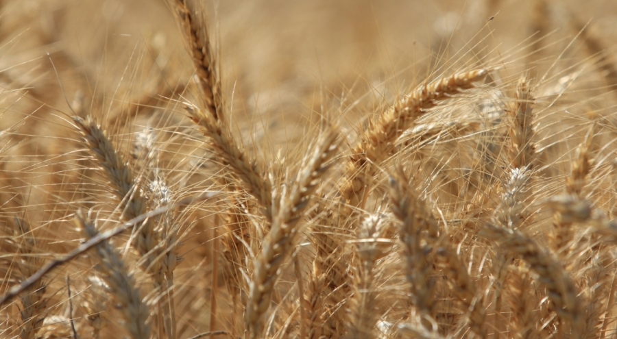 Dünya tahıl üretimi rekor kıracak: 2 milyar 425 milyon tonla tüm zamanların zirvesi