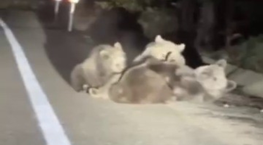 Uludağ'da vahşi doğanın en tatlı anı... Anne ayı yavrularını emzirirken görüntülendi