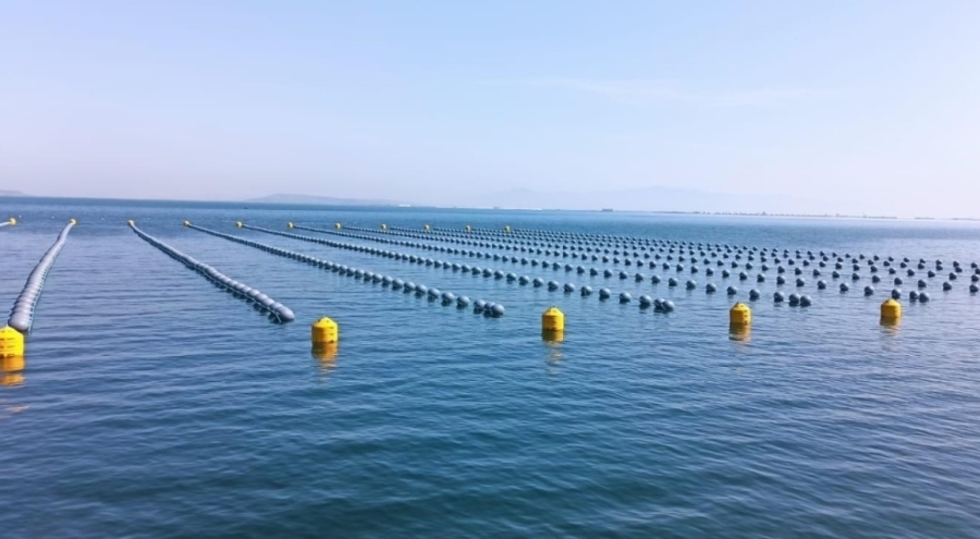 Kaçak Midye Dolmalarına Dikkat: Denetimsiz Üretim Sağlığı Tehdit Ediyor