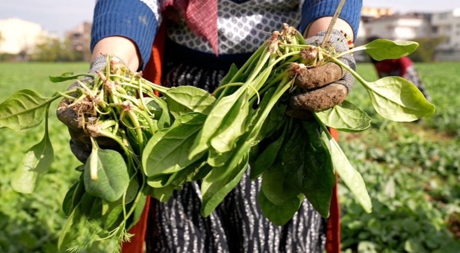 Osmangazi Belediyesi Doğal Üretimle Sofralara Sağlık Sunuyor