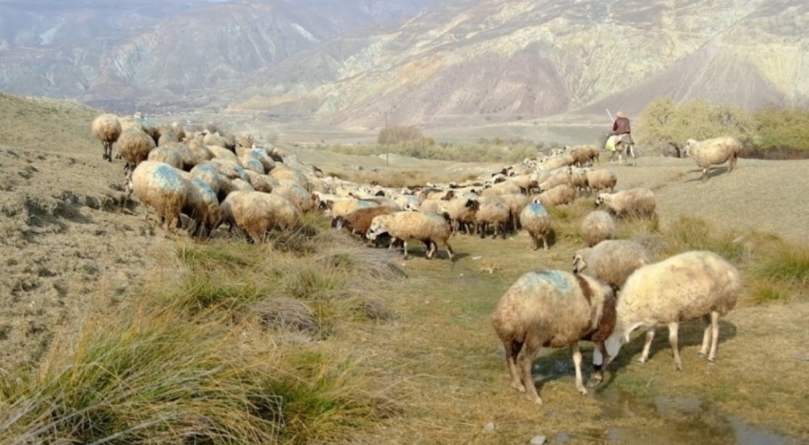 Büyük skandal: Şaplı hayvanlar gece meraya atılıyor