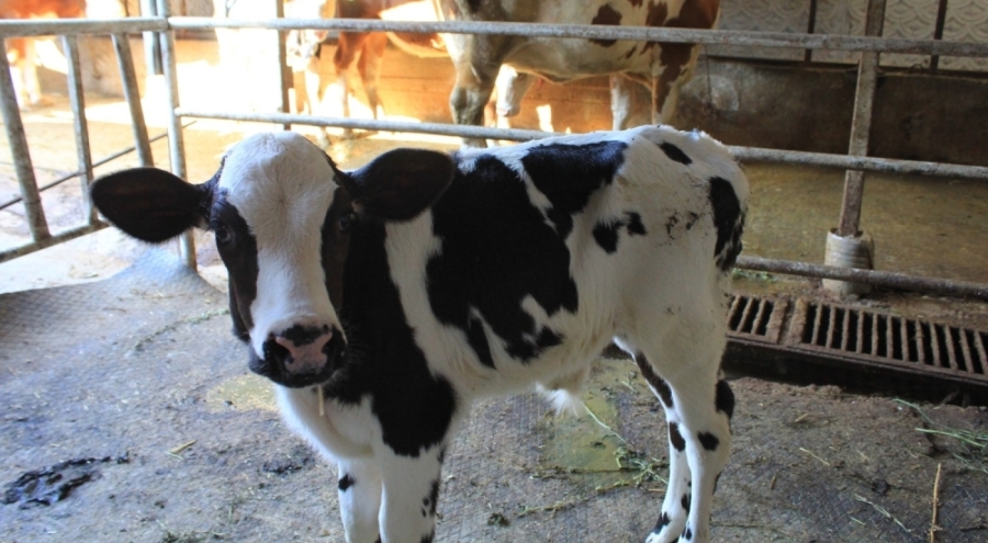 Şap hastalığı et piyasasını vurdu: Kesim azaldı, fiyatlar tırmanıyor